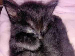 Gato raça SRD idade Abaixo de 2 meses nome Sem nome