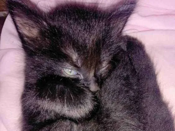 Gato ra a SRD idade Abaixo de 2 meses nome Sem nome