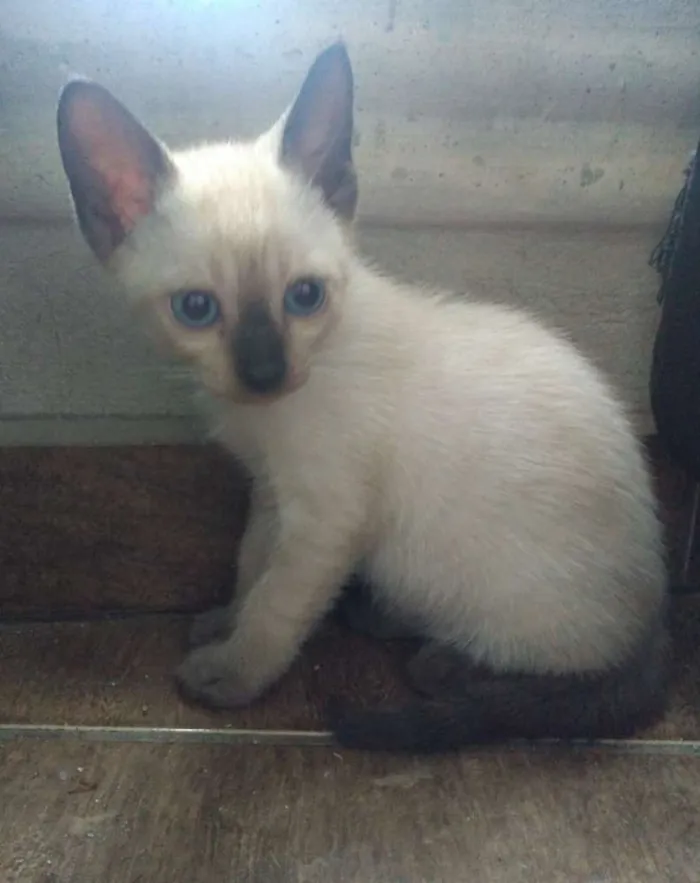 Gato ra a SRD idade Abaixo de 2 meses nome Sem nome