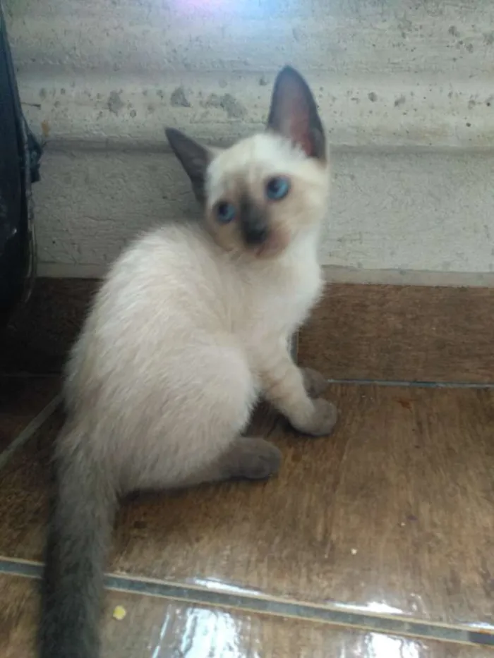 Gato ra a SRD idade Abaixo de 2 meses nome Sem nome