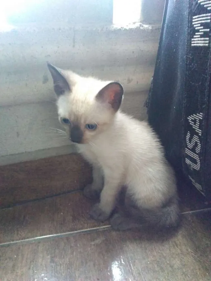 Gato ra a SRD idade Abaixo de 2 meses nome Sem nome