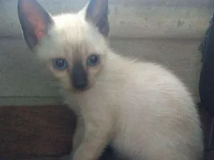 Gato raça SRD idade Abaixo de 2 meses nome Sem nome