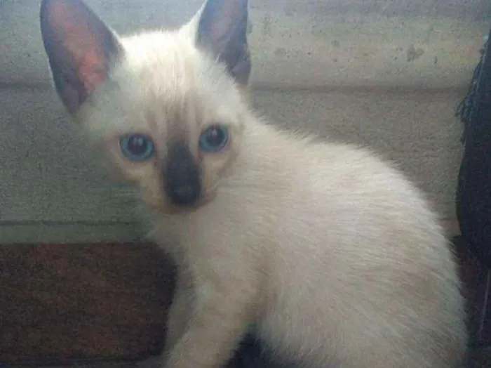 Gato ra a SRD idade Abaixo de 2 meses nome Sem nome