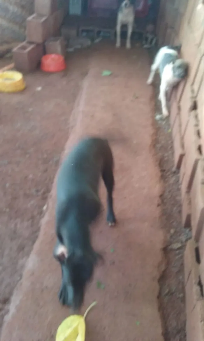 Cachorro ra a  idade 2 a 6 meses nome sem nome