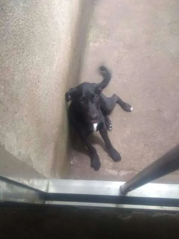 Cachorro ra a Vira Lata idade 2 a 6 meses nome Sem Nome