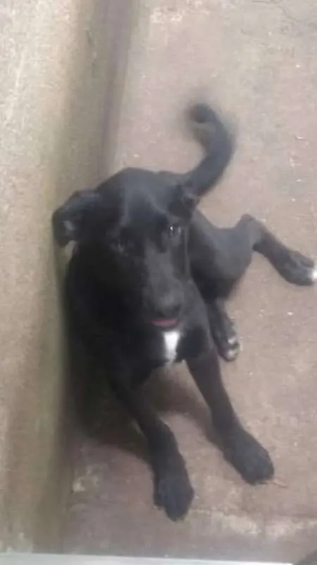 Cachorro ra a Vira Lata idade 2 a 6 meses nome Sem Nome
