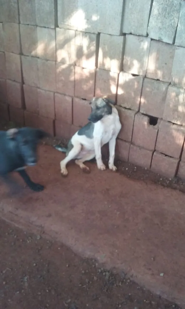 Cachorro ra a  idade 2 a 6 meses nome sem nome