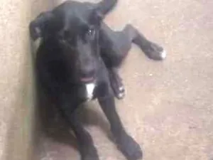 Cachorro raça Vira Lata idade 2 a 6 meses nome Sem Nome