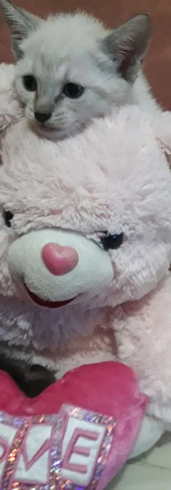 Gato ra a Sem raça definida idade Abaixo de 2 meses nome Sem nome