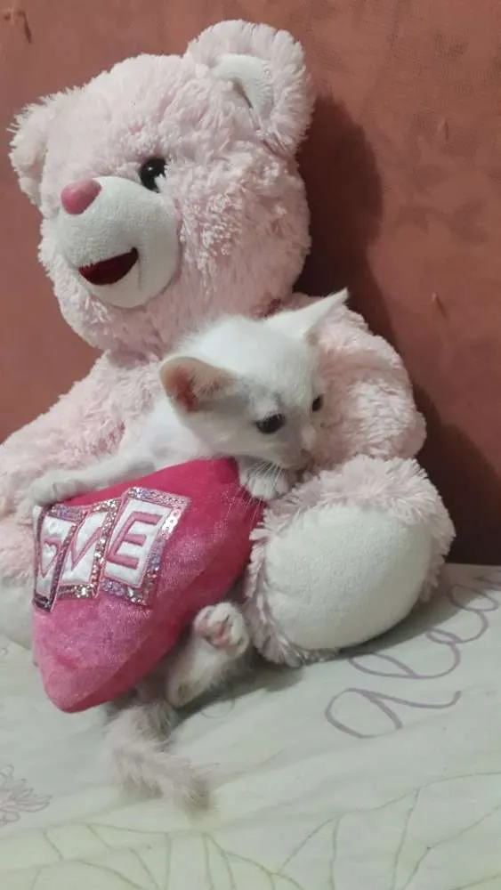 Gato ra a Sem raça definida idade Abaixo de 2 meses nome Sem nome