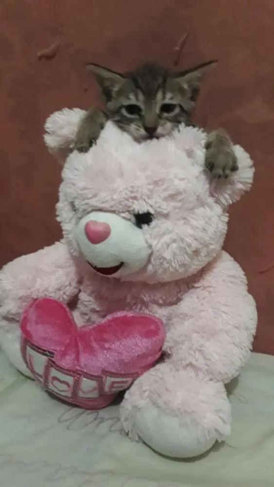 Gato ra a Sem raça definida idade Abaixo de 2 meses nome Sem nome