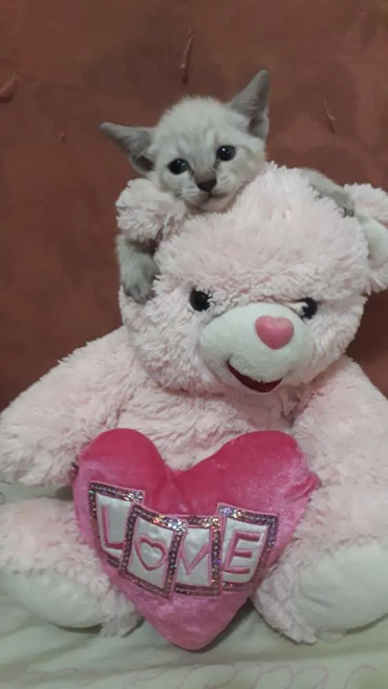 Gato ra a Sem raça definida idade Abaixo de 2 meses nome Sem nome