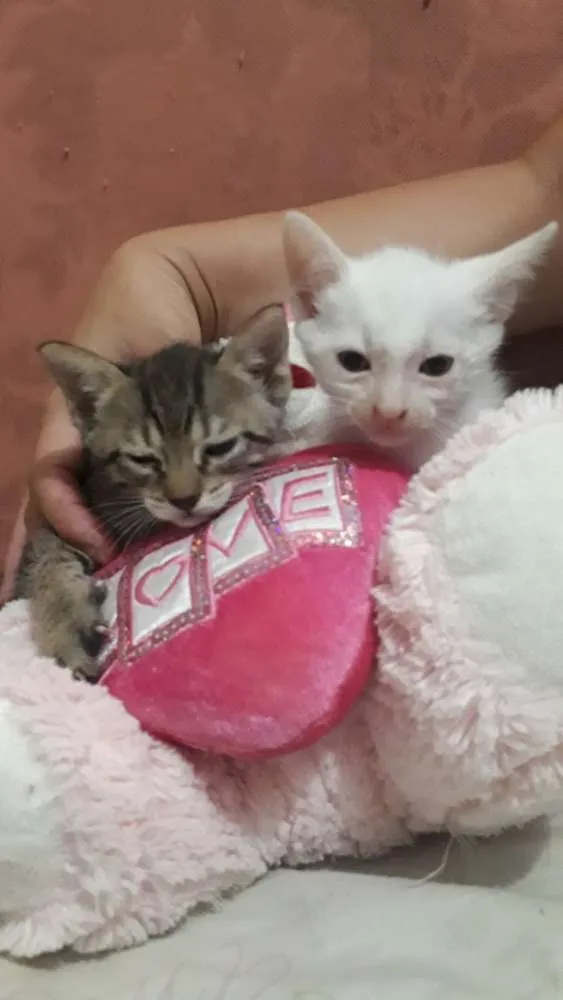 Gato ra a Sem raça definida idade Abaixo de 2 meses nome Sem nome