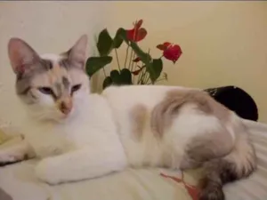 Gato raça SRD idade 1 ano nome Kaya