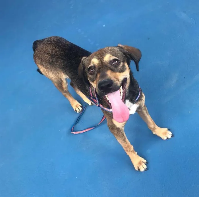 Cachorro raça SRD idade 2 a 6 meses nome PÉROLA