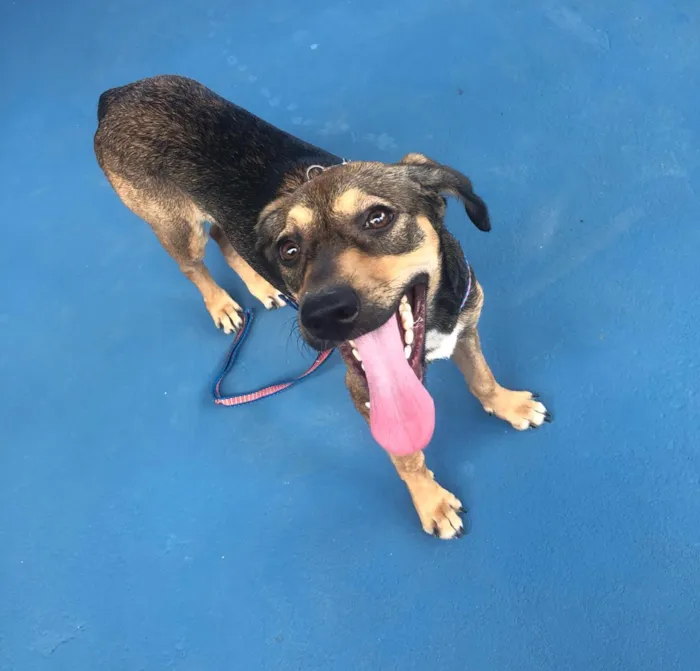 Cachorro raça SRD idade 2 a 6 meses nome PÉROLA