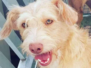 Cachorro raça Srd idade 1 ano nome  Bobby 