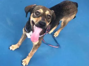 Cachorro raça SRD idade 2 a 6 meses nome PÉROLA