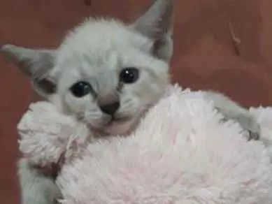 Gato ra a Sem raça definida idade Abaixo de 2 meses nome Sem nome