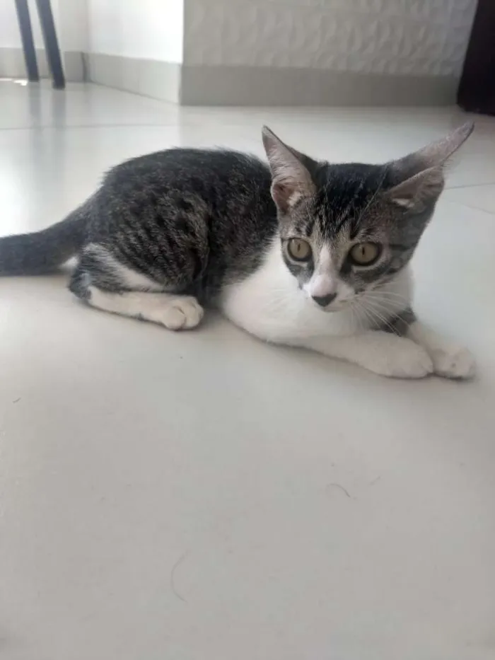 Gato ra a Sem raça definida idade 2 a 6 meses nome Buma e Mia