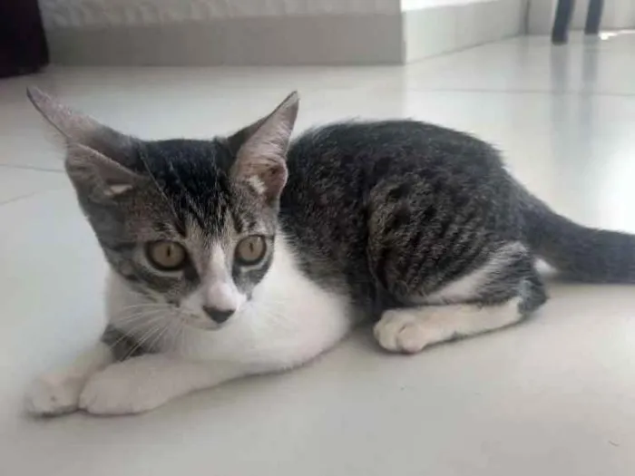 Gato ra a Sem raça definida idade 2 a 6 meses nome Buma e Mia