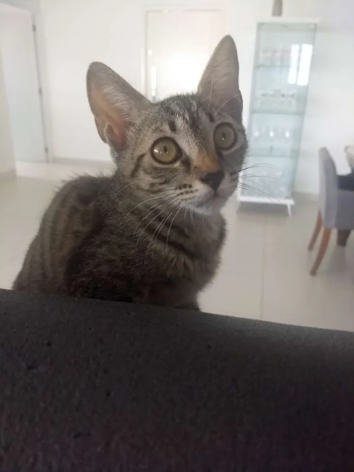 Gato ra a Sem raça definida idade 2 a 6 meses nome Buma e Mia