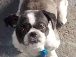 Cachorro raça Liasa chitsu idade 2 anos nome Bob
