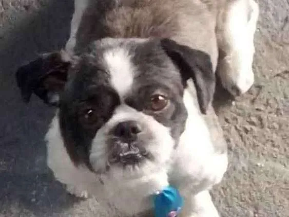 Cachorro ra a Liasa chitsu idade 2 anos nome Bob