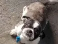 Bob