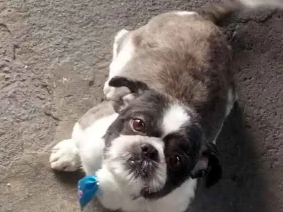 Cachorro ra a Liasa chitsu idade 2 anos nome Bob