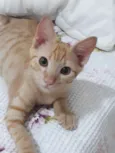 Leon