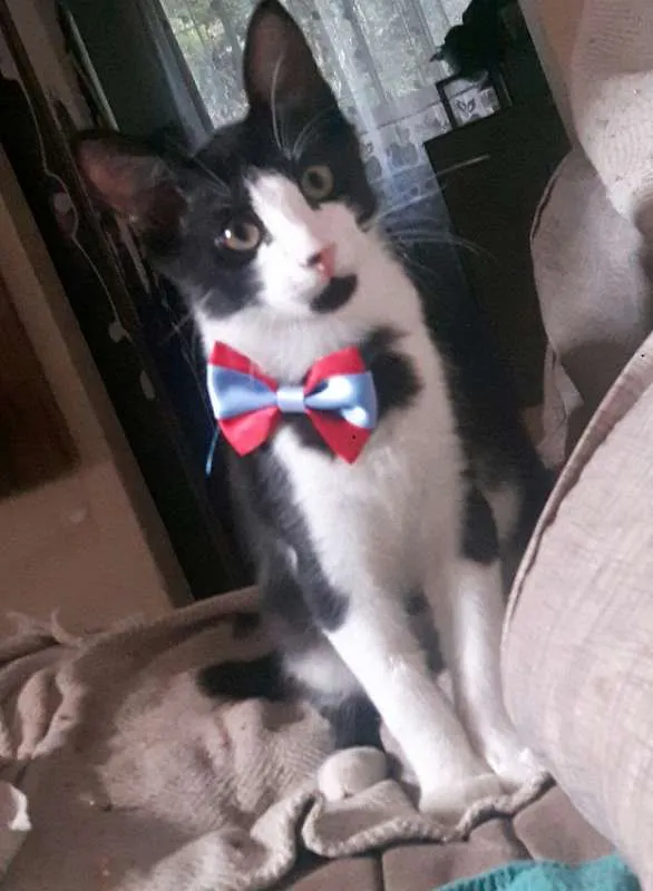 Gato ra a Vira lata idade 2 a 6 meses nome Não definido