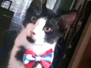 Gato raça Vira lata idade 2 a 6 meses nome Não definido