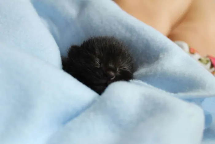 Gato ra a SRD idade Abaixo de 2 meses nome Cometa