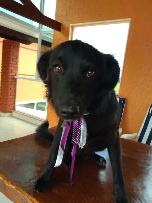 Cachorro ra a INDEFINIDA idade 7 a 11 meses nome NITO e NITA