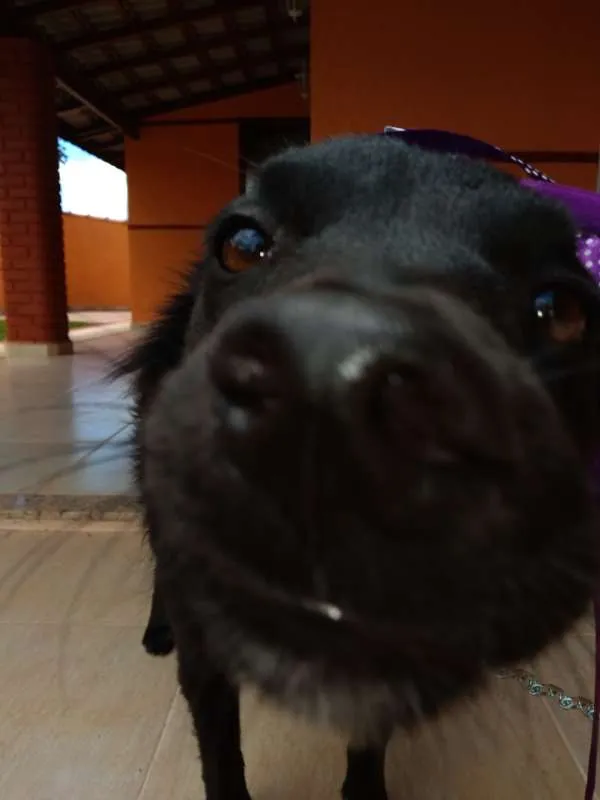 Cachorro ra a INDEFINIDA idade 7 a 11 meses nome NITO e NITA