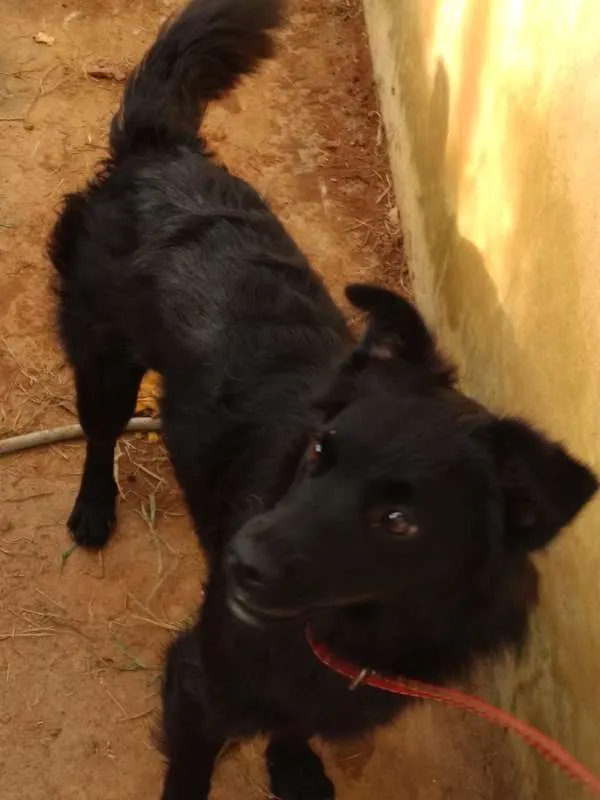 Cachorro ra a INDEFINIDA idade 7 a 11 meses nome NITO e NITA