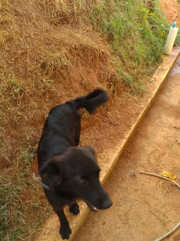 Cachorro ra a INDEFINIDA idade 7 a 11 meses nome NITO e NITA