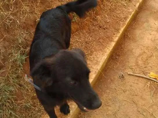 Cachorro ra a INDEFINIDA idade 7 a 11 meses nome NITO e NITA