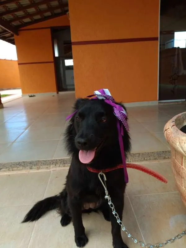 Cachorro ra a NA DEFINIDA idade 7 a 11 meses nome NITA