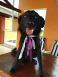 NITO