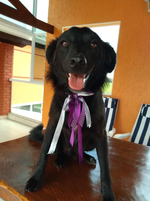Cachorro ra a INDEFINIDA idade 7 a 11 meses nome NITO