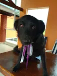 NITO