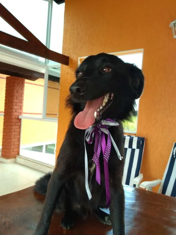 Cachorro ra a INDEFINIDA idade 7 a 11 meses nome NITO