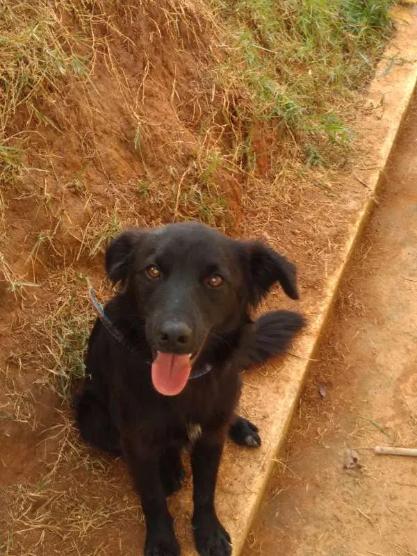 Cachorro ra a INDEFINIDA idade 7 a 11 meses nome NITO