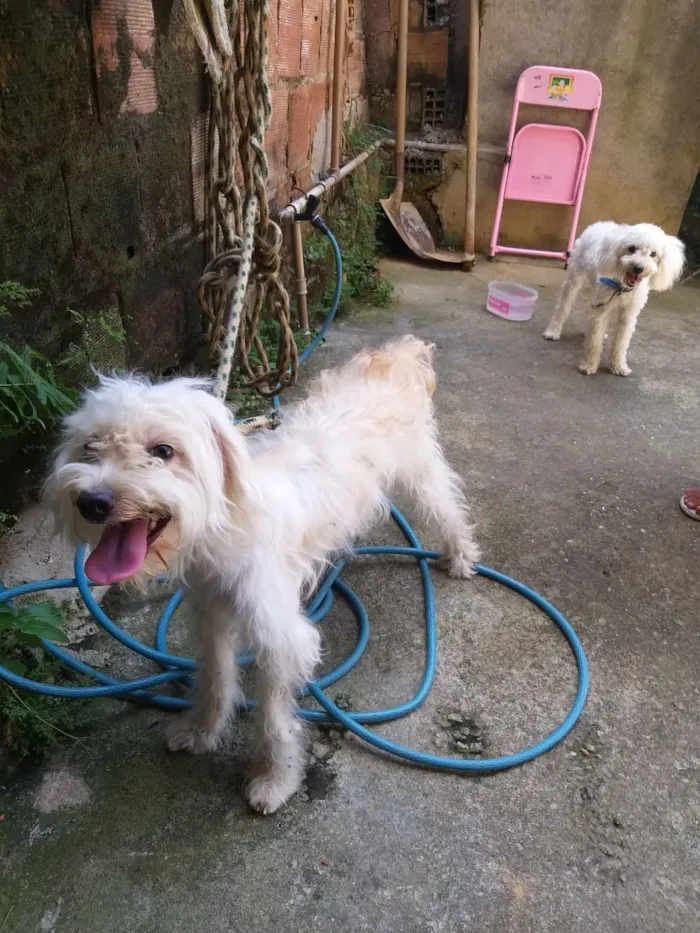 Cachorro ra a poodle idade 1 ano nome luna