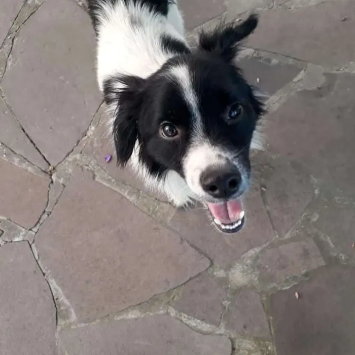 Cachorro ra a SRD idade 3 anos nome Bob Fernando