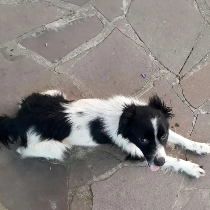 Cachorro ra a SRD idade 3 anos nome Bob Fernando