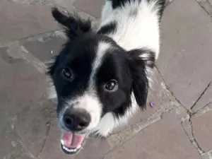 Cachorro raça SRD idade 3 anos nome Bob Fernando