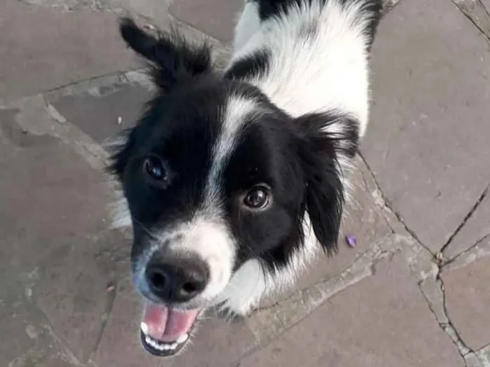 Cachorro ra a SRD idade 3 anos nome Bob Fernando